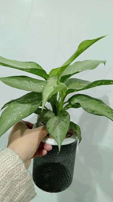 Красивые и Уютные Цветы в Ваш Дом