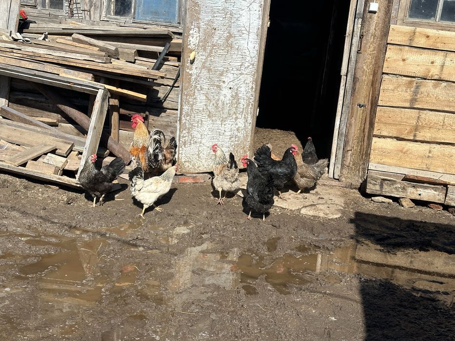 Яйцо куриное домашнее