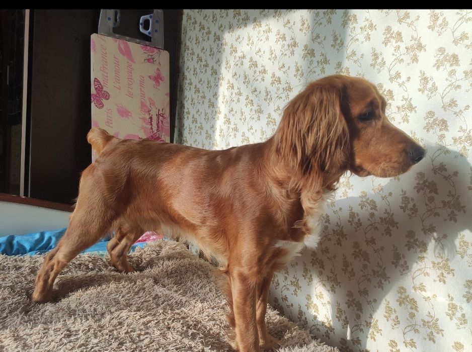 спаниель кобель, ищет сучку на вязку, город алматы