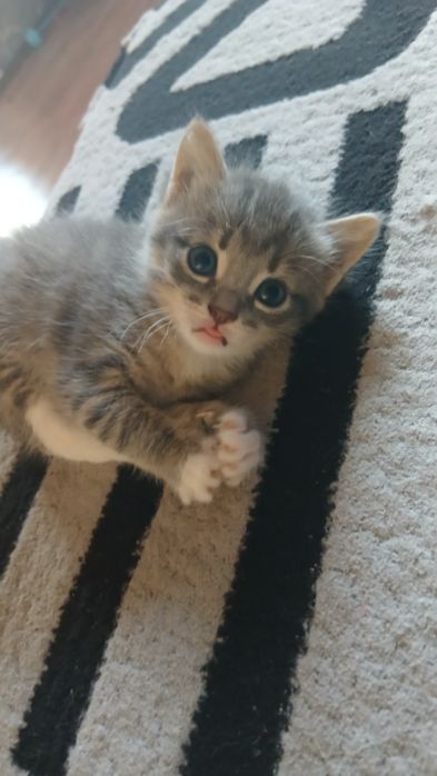 Котята приносящие в дом счастье!