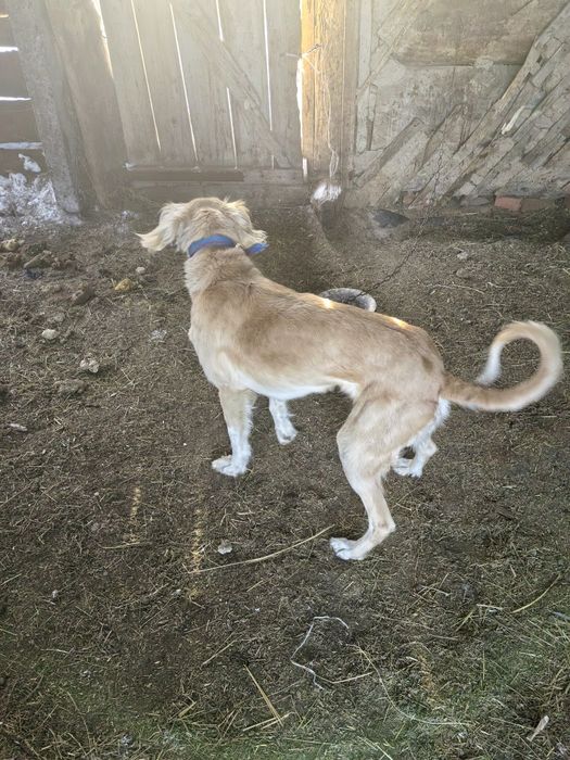 Тазы рабочий ургашы