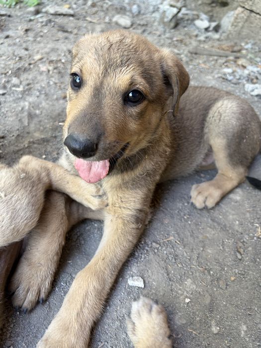 Adopție URGENTĂ: 3 pui de cățel metiș ,Avem 10 câini, nu-i putem ține!