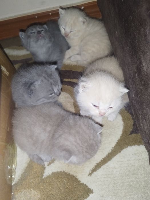 Skotish fuld i britanskiy strayt