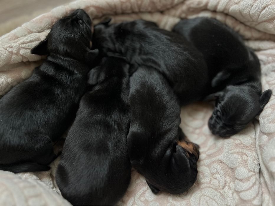 Щенки таксы чистокровные