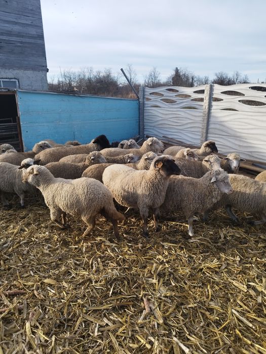 Oi cu mei și nutreț