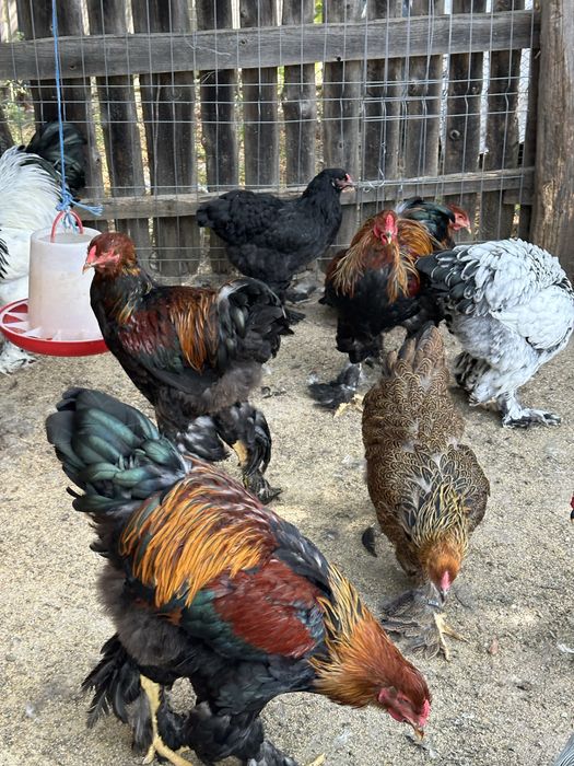 Cocosi brahma potarnichiu si herminat deschis