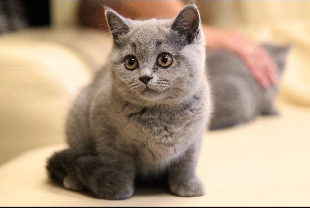 Продам британка короткошерстная