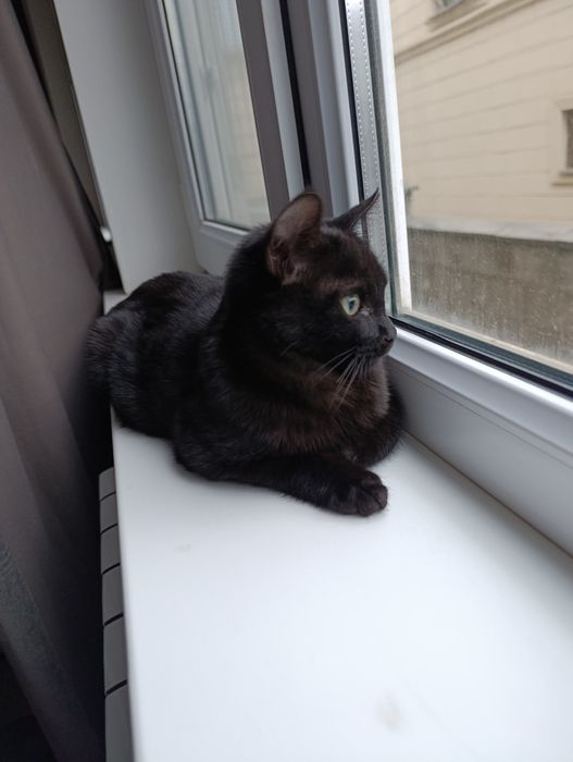 Котенок ищет дом