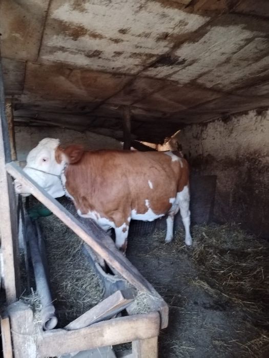Vacă cu lapte de vănzare
