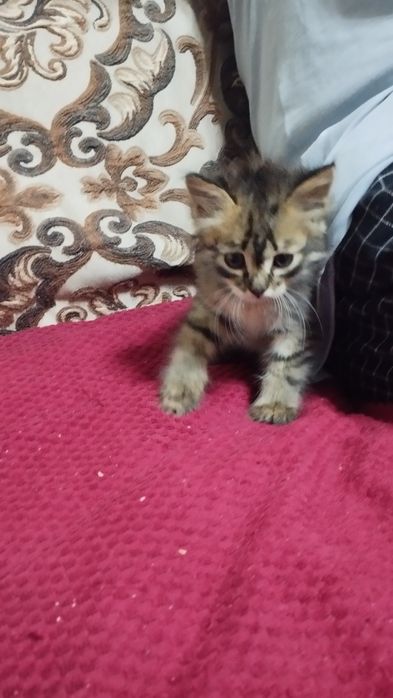 Отдам даром котенка
