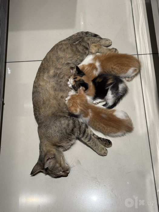 Котята 1-2 месяца Бесплатно