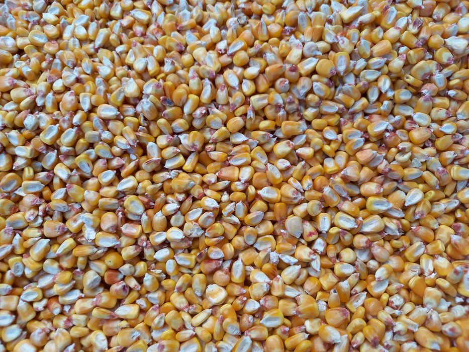 Porumb boabe 2025 , grau , floarea soarelui , ovaz , orz , orzoaica