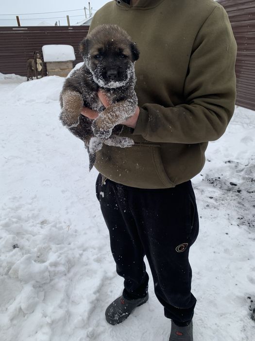 Продается Щенкии Алабая 1месяц