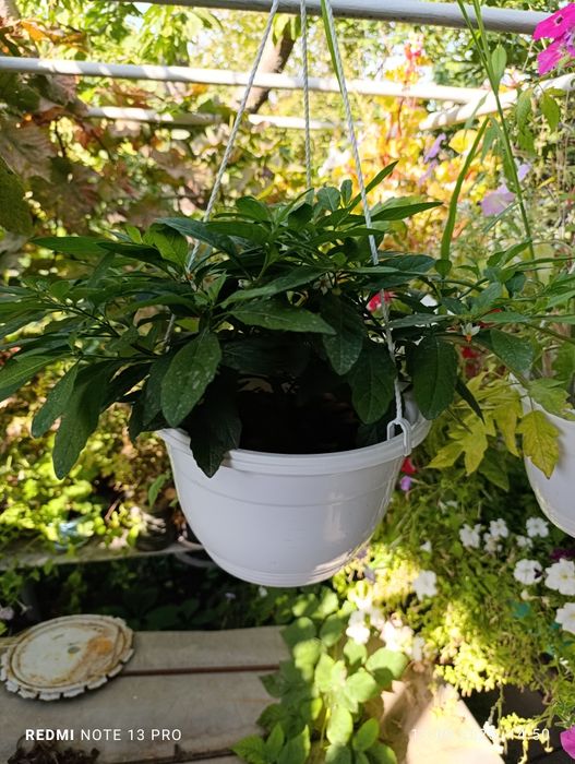 Продам комнатные цветы