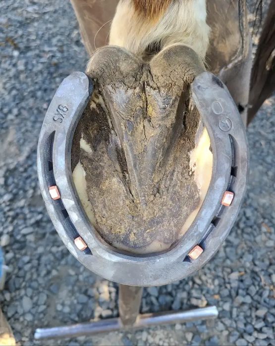 Ат тағалап тұяқ кесеміз