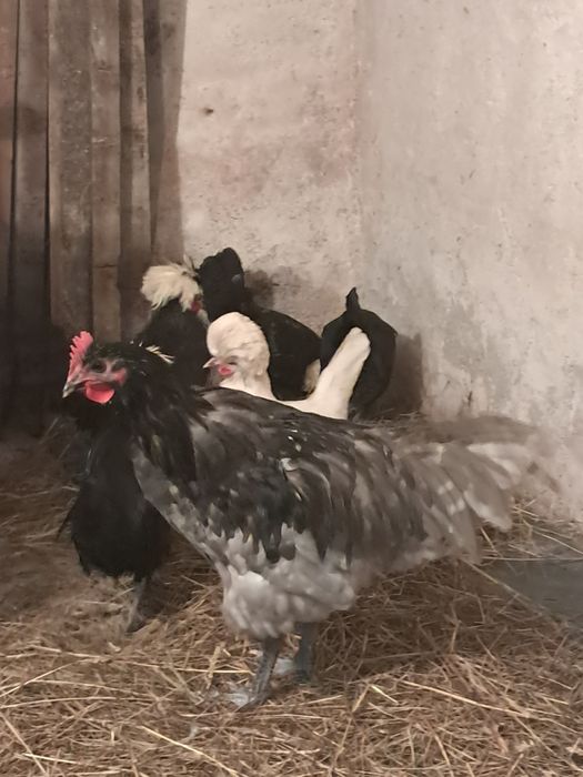 Australorp cocos