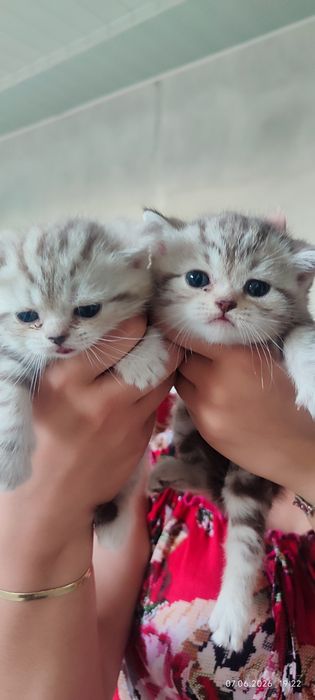 Продаются котёнки.