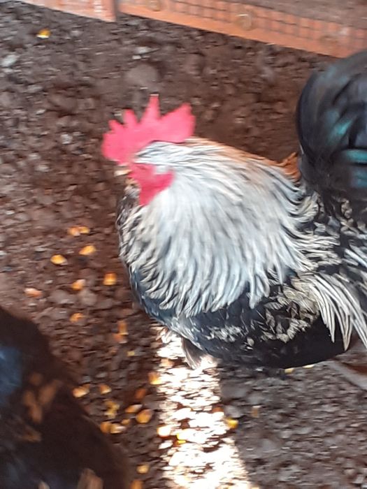 Vand Cocosei pitici și brahma hd