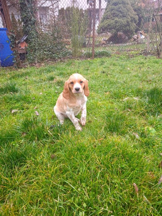 Елитни кученца  Епаньол бретон  от шампионско потекло