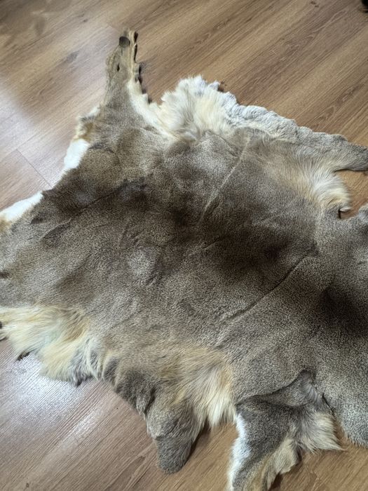 Trofeu Blana caprioara