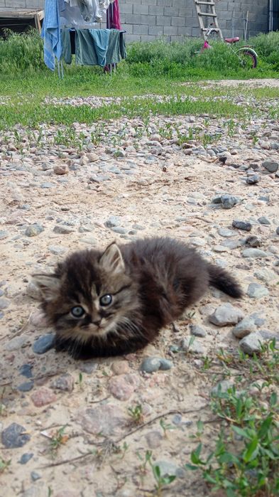 Отдам котят в хорошие руки.