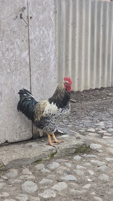 Цыплята суточные