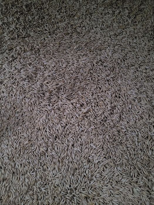 Ovaz de semința c 2