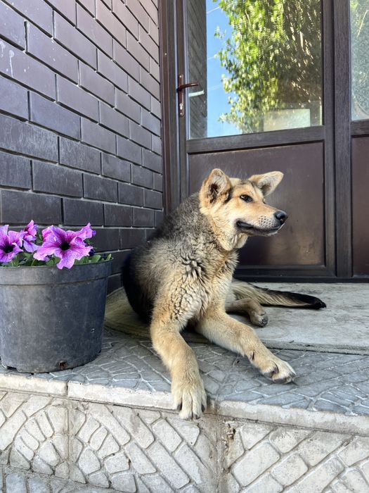 Собака в добрые руки
