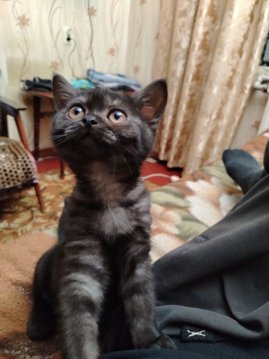 Кошечка породистая!