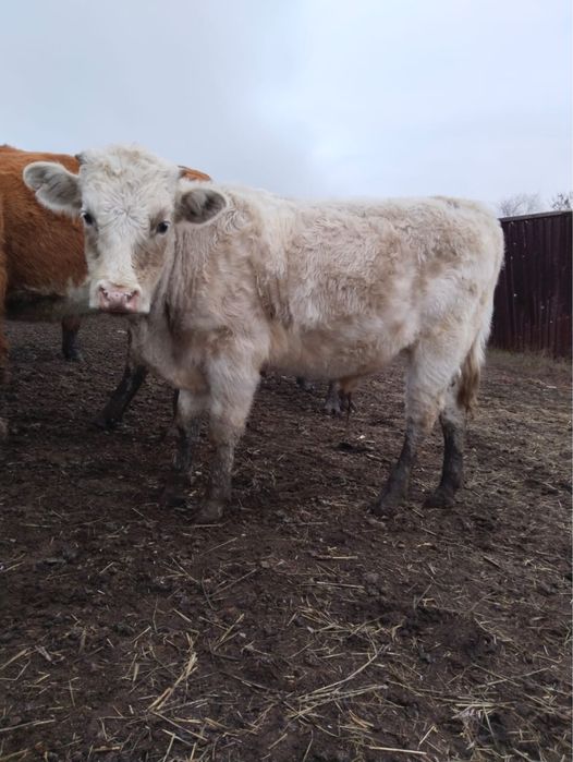 Патсос еркек баспактар сатылады!