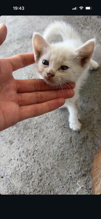 3 белые 2 желтые котята