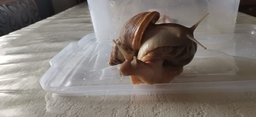 Африканские ахотинцы