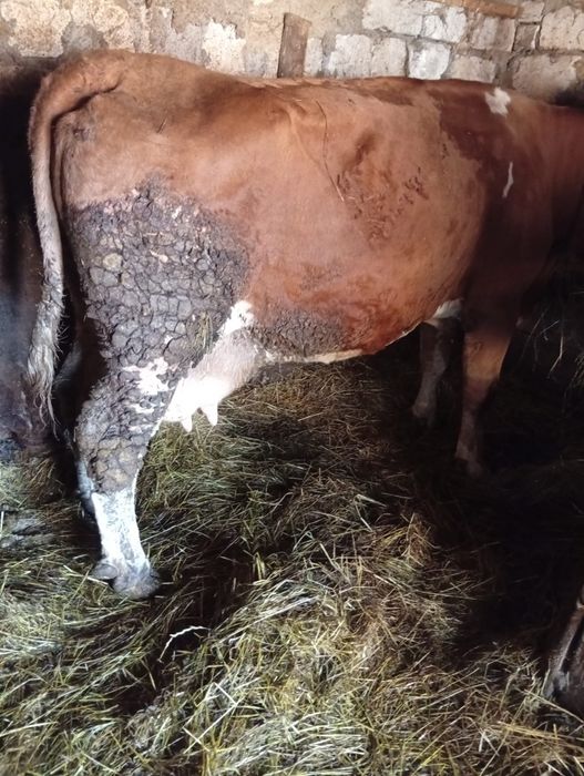 Vând vaca frumoasă