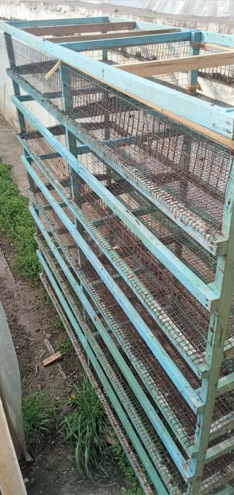 Bedana Qafas 200tali 500tali