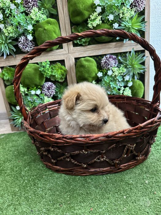 Помапу - Pomapoo.