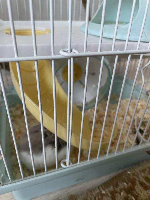 Продам хомяк с клеткой