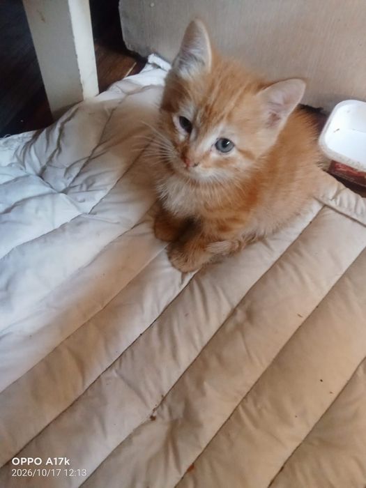Отдам котят в хорошие руки