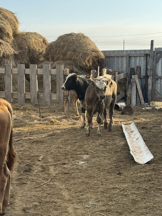 Продам бычков 9 голов