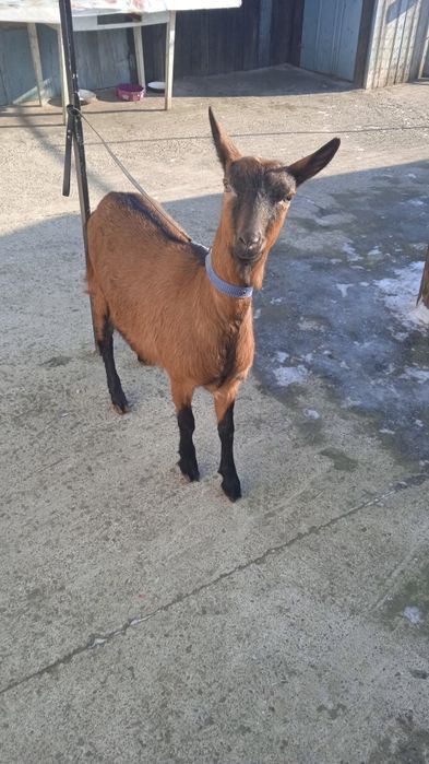 capră alpină franceză prima fătare