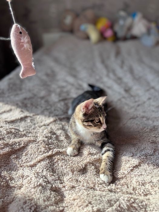 Ищем семью для котенка