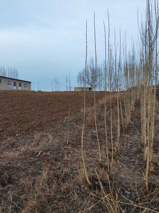 Срочно участка сотилади