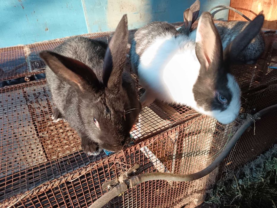 Iepuri hycole diferite varste