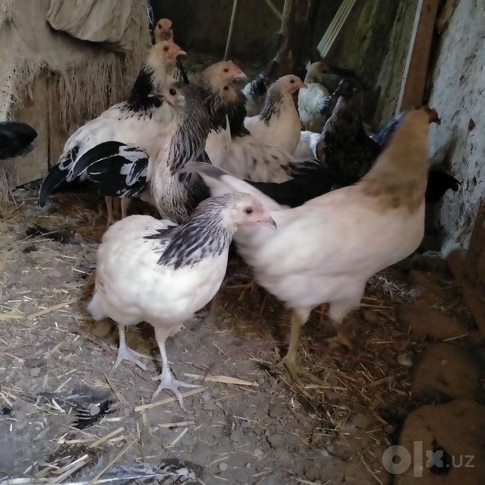 Adler jojalar sotiladi