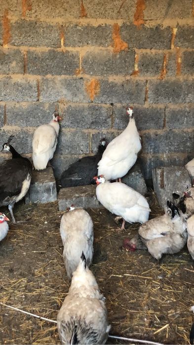 Цесаркадар бар ьь