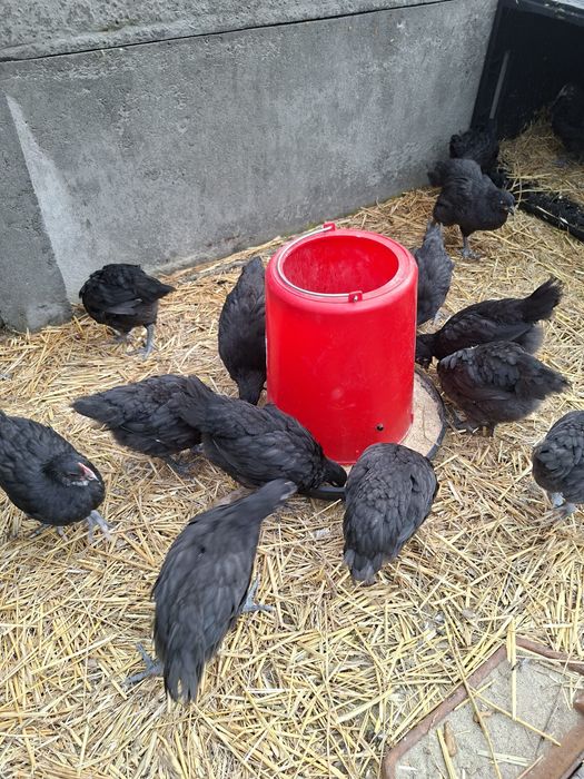 Pui Australorp de 6 saptamani