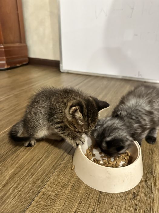 Котенок , кот , домашний питомец