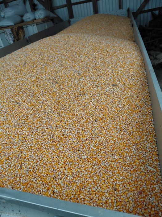 Porumb sticlos pentru  mămăligă