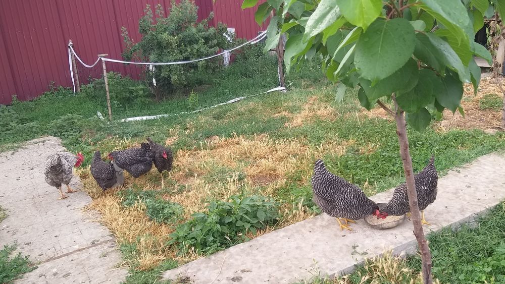 Яйца на инкубатор