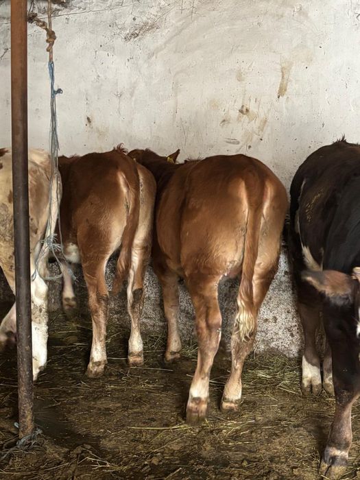 Vand viței bine intretinuti