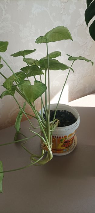 Продам комнатные цветы